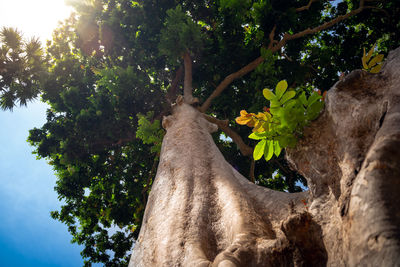 Low angle view of tree