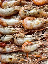 Full frame shot of prawns