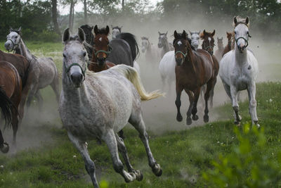 Horses on field