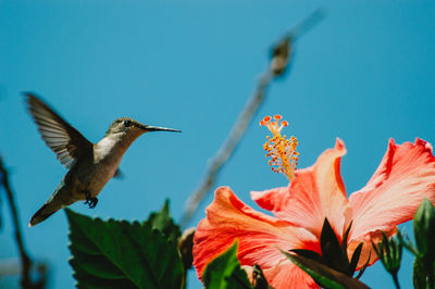 Hummingbird on a hibiscus