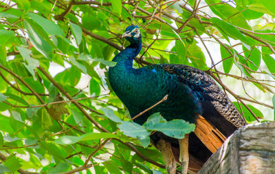 Low angle view of peacock perching on tree