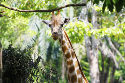 Portrait of giraffe against trees in forest