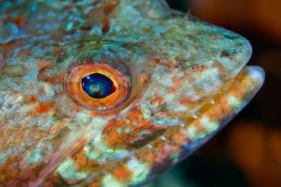 Close-up of fish underwater