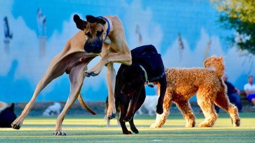 View of dogs running on street