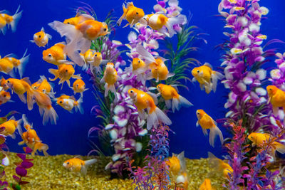 View of fish swimming in sea