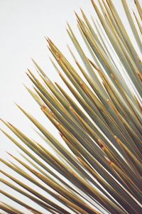 Close-up of palm tree against clear sky