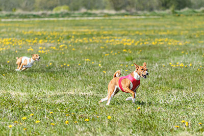 Basenji dog running in red jacket on coursing field at competition in summer