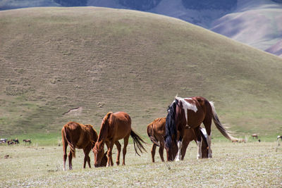 Horses grazing in a field