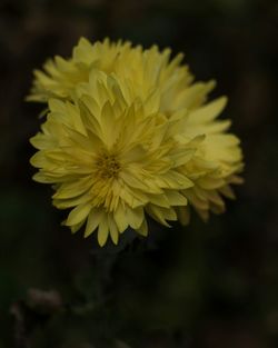 Close-up of yellow flowering plant