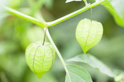 Close-up of winter cherries growing outdoors