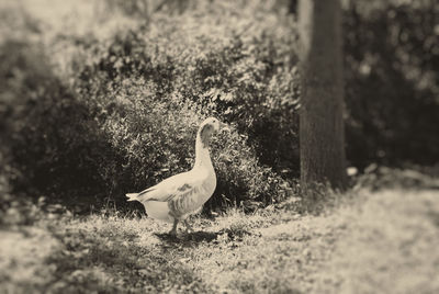 View of a bird on field