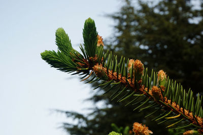 Low angle view of pine tree against sky