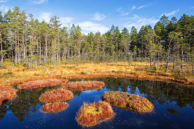 Bog lake in forests in autumn