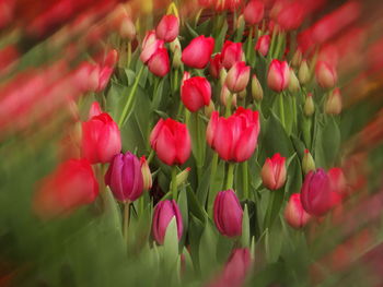 Close-up of pink tulips in field