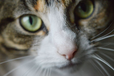 Close-up portrait of a cat