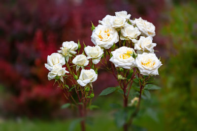 Close-up of white flowering plant