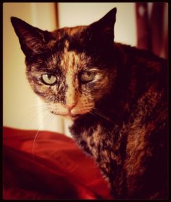 Close-up portrait of cat sitting