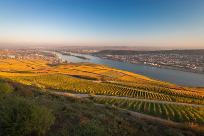 Panoramic view to rheingau, bingen and rheinhessen with coloring vineyard in autumn against blue sky