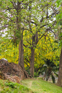 Trees on field in forest