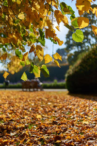 Autumn leaves on field