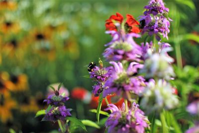 Close-up of bee pollinating on purple flower