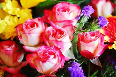 Close-up of pink roses