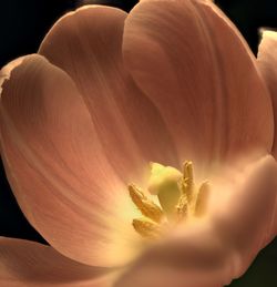 Close-up of flower against black background