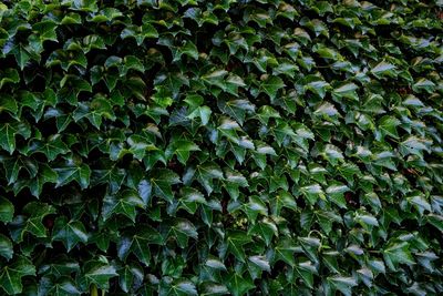 Full frame shot of ivy growing on land