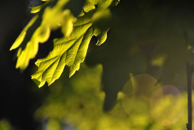 Close-up of fresh green plant