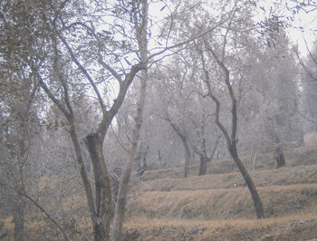 Trees on landscape against sky