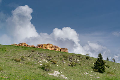 Piles of trunks from trees felled by storm vaia. monte avena, italy