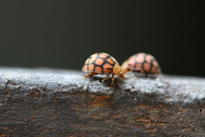 Close-up of insect