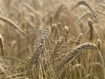 Close-up of wheat growing on field