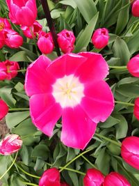 Close-up of pink flowers blooming outdoors