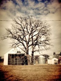 Bare trees against the sky