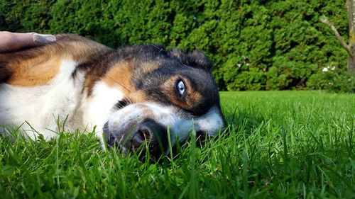 Close-up of dog lying on grass