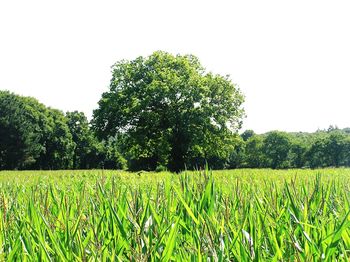 Scenic view of grassy field against sky