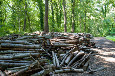 Stack of logs in forest