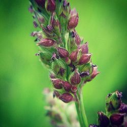 Close-up of flowers