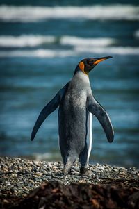 King penguins at inutil bay