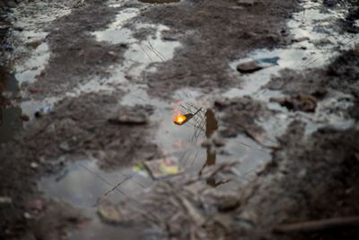 High angle view of lizard