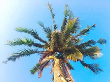 Low angle view of coconut palm tree against clear blue sky