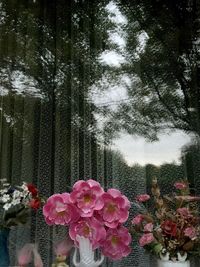 Close-up of pink flowers