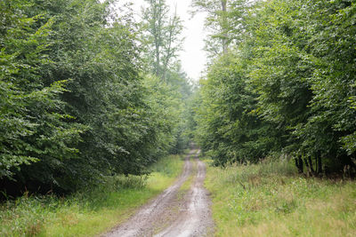 Road passing through forest