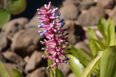 Close-up of flowers blooming outdoors