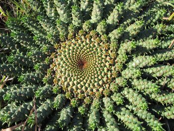 Full frame shot of plants