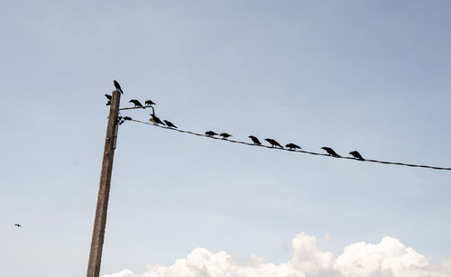 Low angle view of birds perching on cable against sky