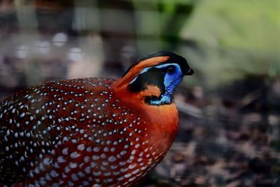 Close-up of temminck-tragopan