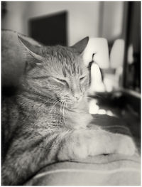 Close-up of cat sleeping