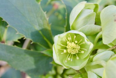 Close-up of flowering plant
